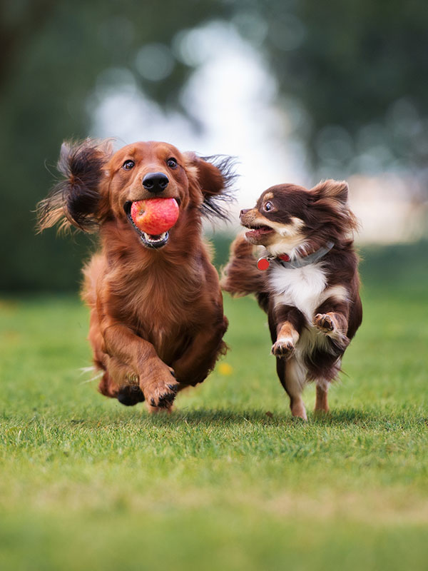 2 small agile dogs in park playing