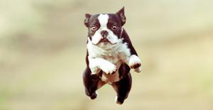 Agile dog leaping high into the air