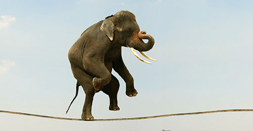 Elephant walking on a tightrope up high
