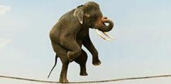 Elephant walking on tightrope